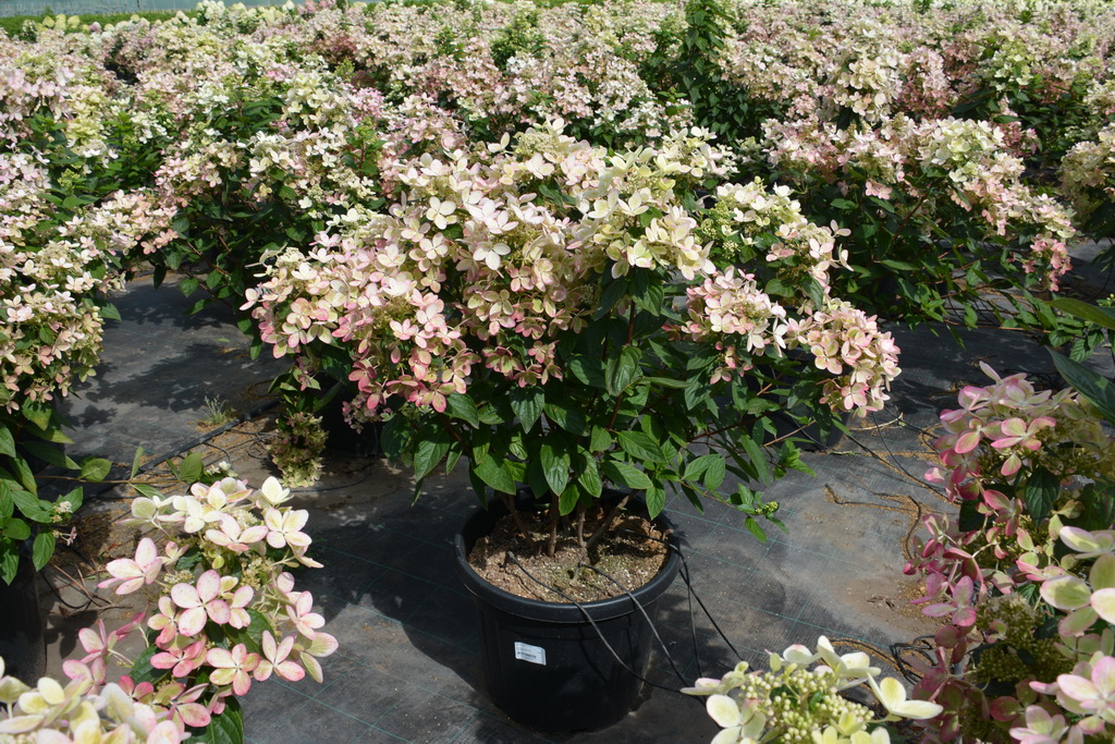 Hydrangea paniculata `Pastelgreen` ®